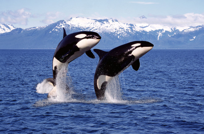 Orca killer whales jumping