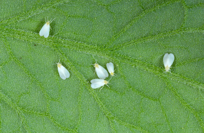 whiteflies 2