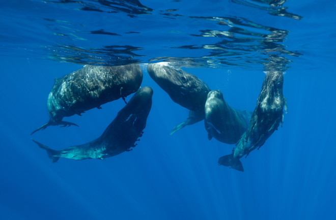 sperm whales 