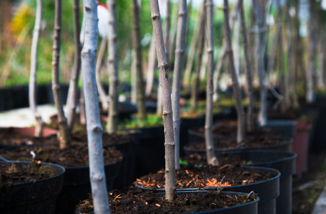 Rows of young maple trees in a plant nursery