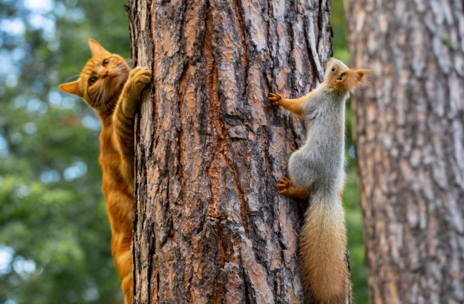 Squirrel and cat in tree