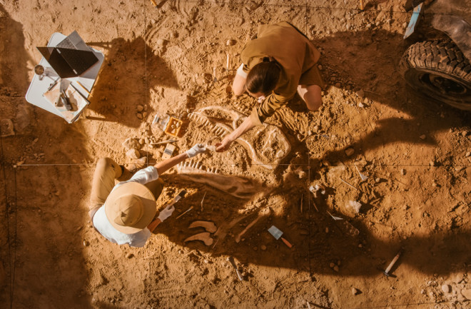 Top-Down View: Two Great Paleontologists Cleaning Newly Discovered Dinosaur Skeleton. Archeologists Discover Fossil Remains of New Species.