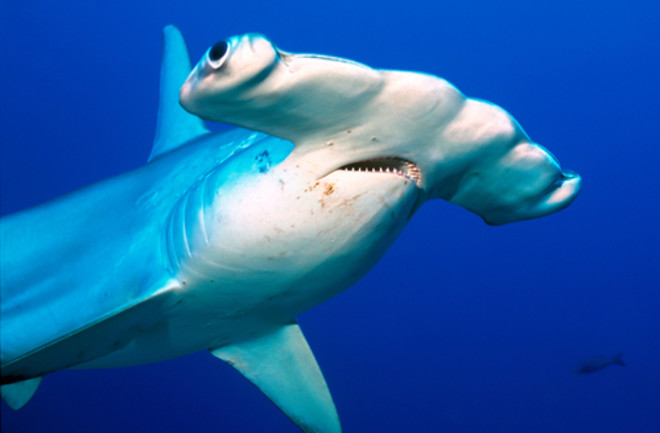 Scalloped hammerhead, Darwin's arch, Galapagos islands.