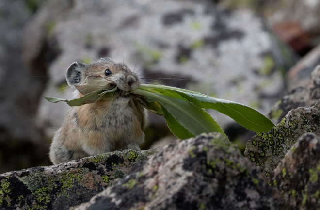 Pika Pika