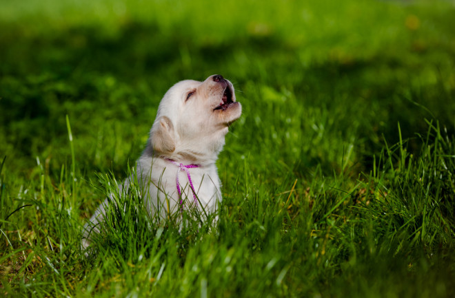 Labrador puppy howling outside in the grass