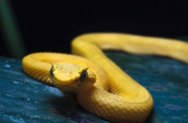 Golden Lancehead snake from Snake Island in Brazil