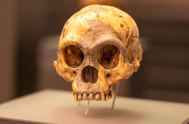 Homofloresiensis skull (also known as the Flores Man Hobbit)