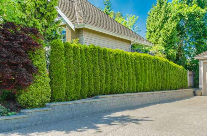 Plant barrier