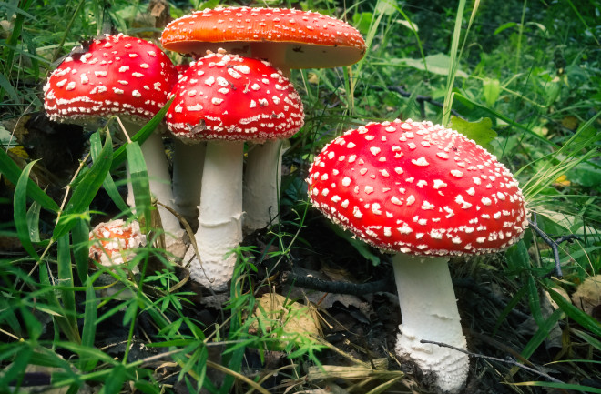 Amanita mascara mushrooms