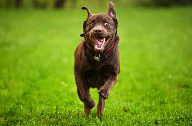 Dog running in a field from the zoomies