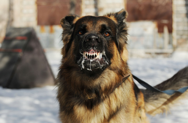 Aggressive dog frothing at the mouth from rabies