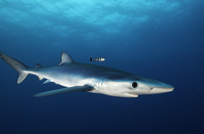 Blue shark up close