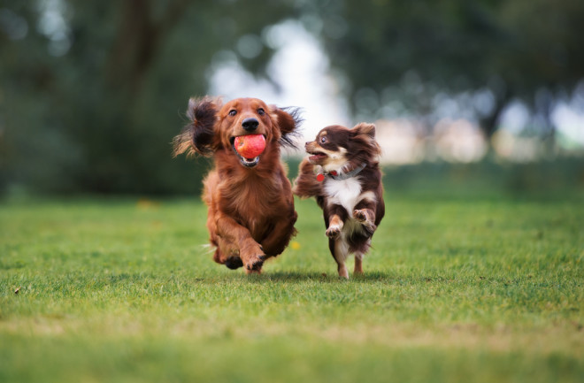 Two healthy dogs running together