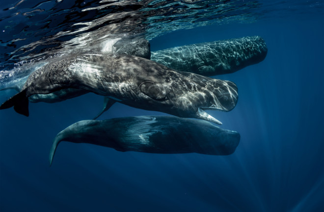 A pod of sperm whales