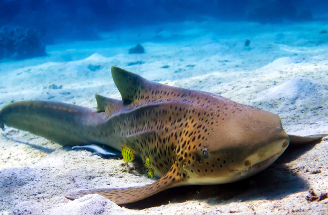 Zebra shark