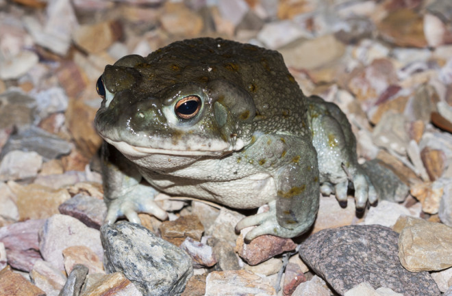 Sonoran Desert Toad