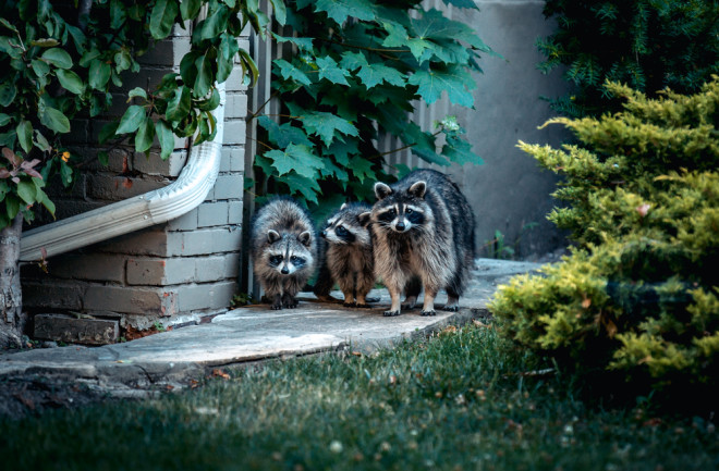 Raccoons