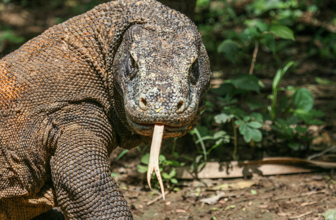 Komodo Dragon