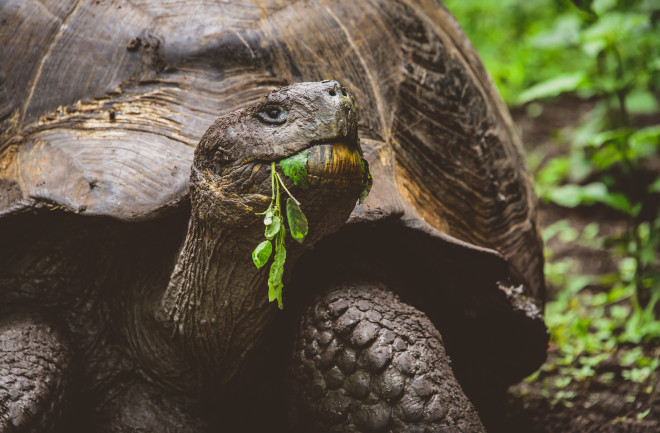 Giant tortoise Tortuga