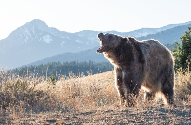 Grizzly Bear