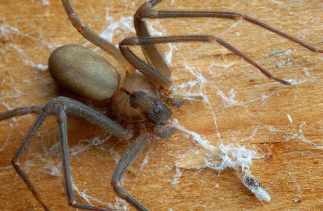 Close-up of a brown recluse spider