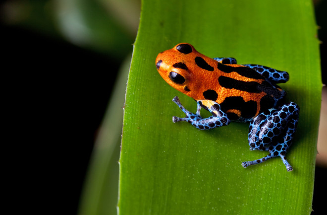 Poison dart frog