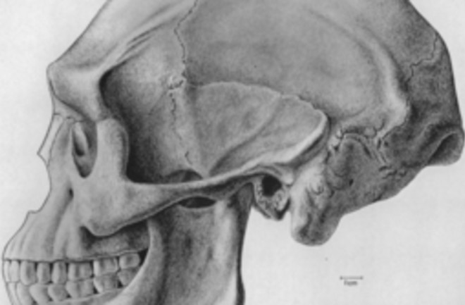 Solo Man skull reconstruction