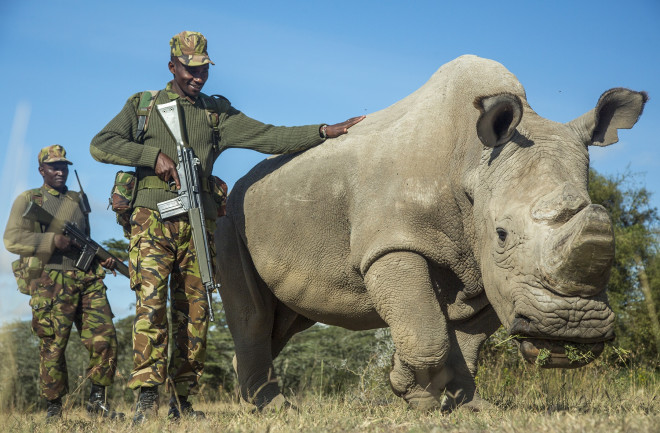 Sudan northern white rhino - Getty