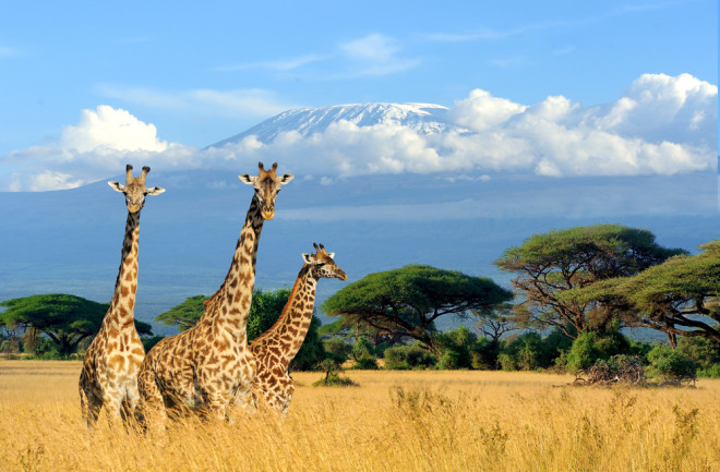 three-giraffes-in-savannah-mount-kilimajaro