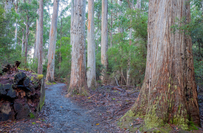 Trees - Shutterstock