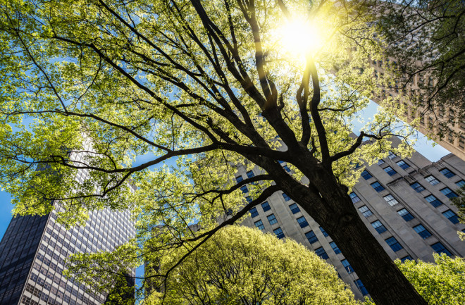 Trees in the city