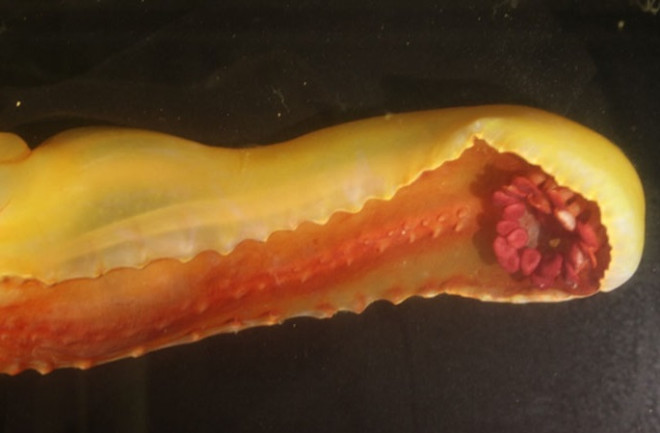 Underside of a gummy squirrel photographed on shipboard showing its bright red feeding palps (flower-like structure) and underbelly.