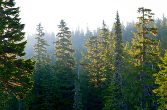 Coniferous forest