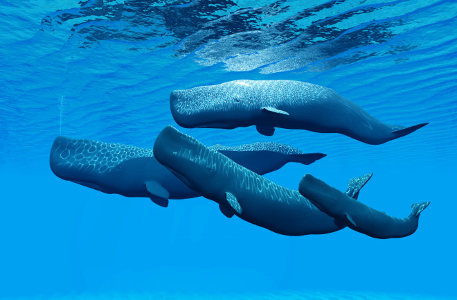 Sperm whales