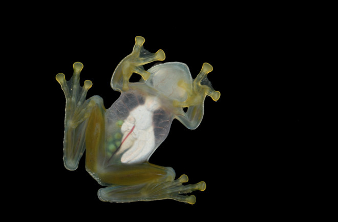 Glass frog