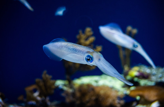 Translucent Squid