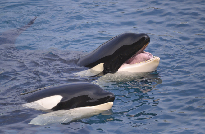 Two orcas in blue water