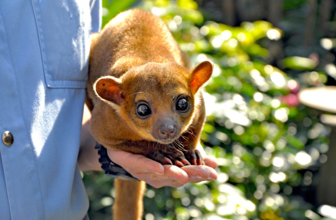 Kinkajou sitting on a human hand