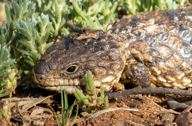 Shingleback skink