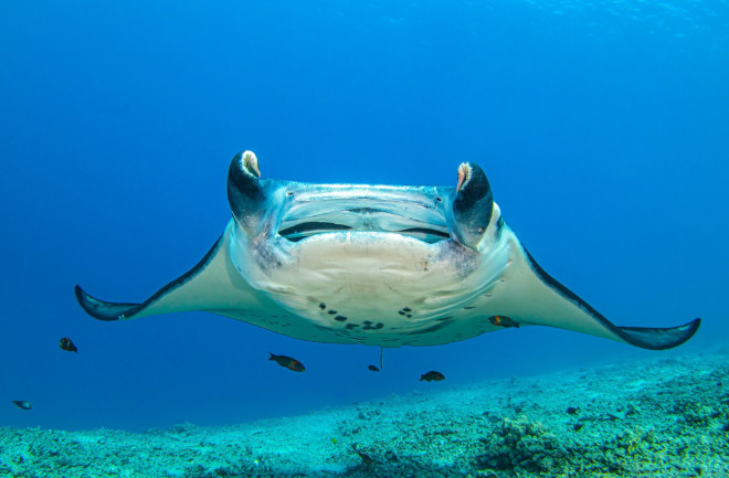 Giant manta ray in the ocean