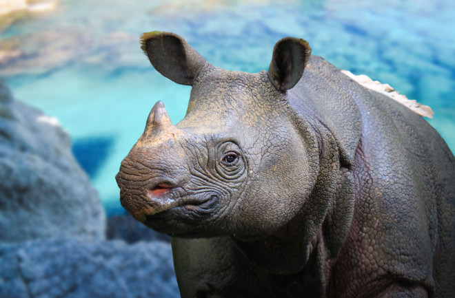 An endangered Javan rhino in nature