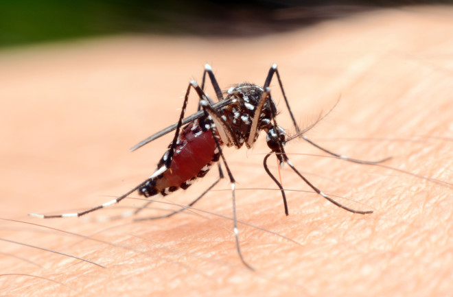 Anopheles mosquito sucking blood