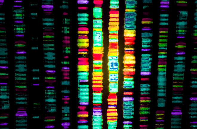 Colorful bars representing DNA’s four complementary bases