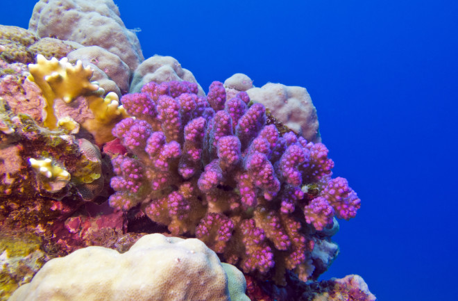 Cauliflower coral