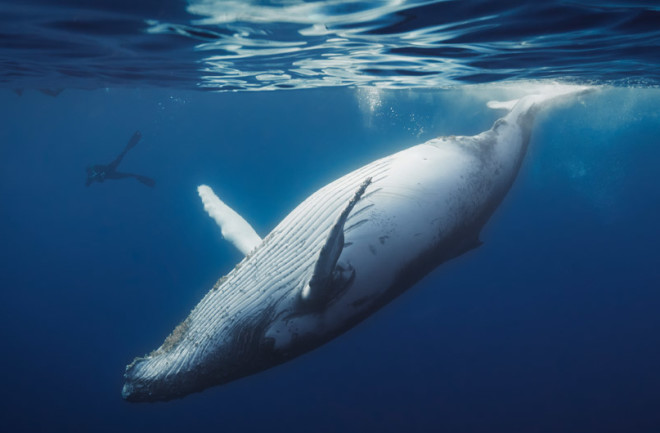 Whale shutterstock