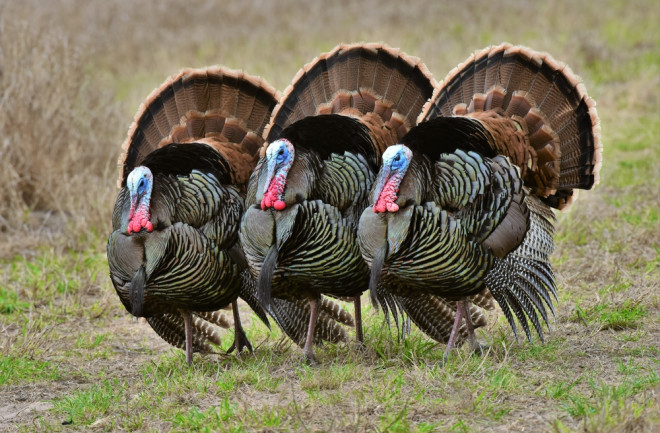 Three wild turkeys in a grassy field