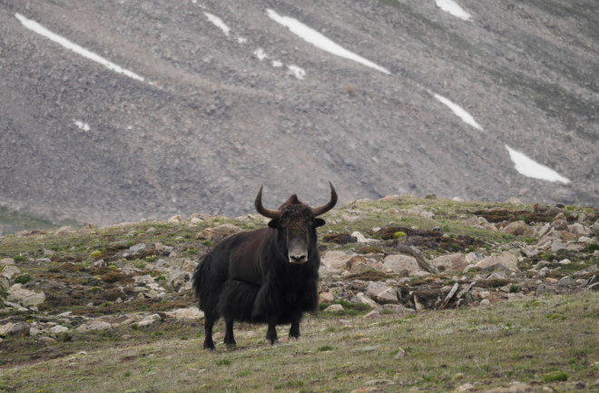 Himalayan Yak - Geraldine Werhahn