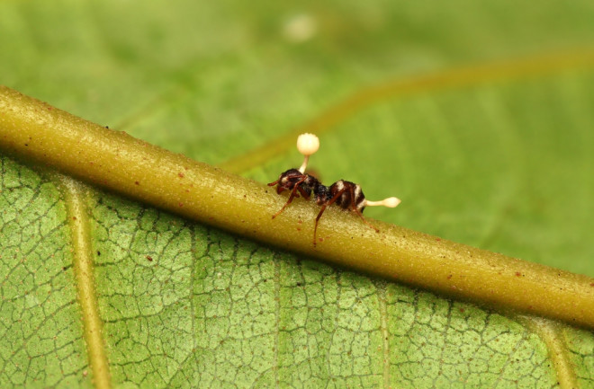 Zombie ant fungus